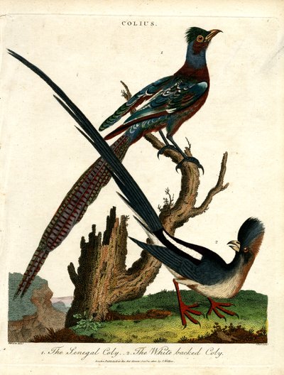 Colius Soorten (Muisvogels) door John Pass