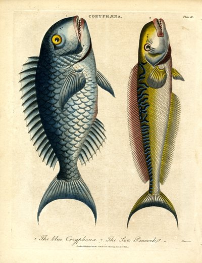 Coryphæna - Dolfijnen door John Pass