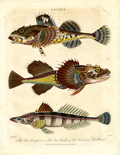 Cottus - Schollen en zeeschorpioenen door John Pass
