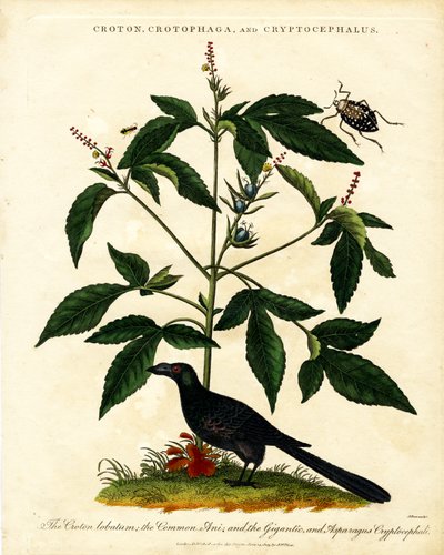 Croton; Crotophaga; en Cryptocephalus door John Pass
