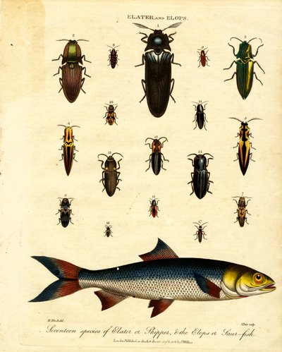 Elater en Elops: Zeventien soorten Elater of Skipper; de Elops of Saur-fish door John Pass