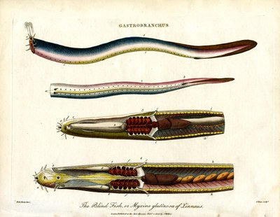 Gastrobranchus - De blinde vis of hagfish door John Pass