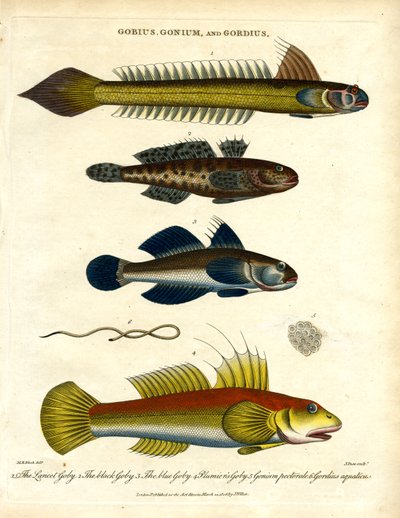 Gobius, Gonium en Gordius: Grondels en haarwormen door John Pass