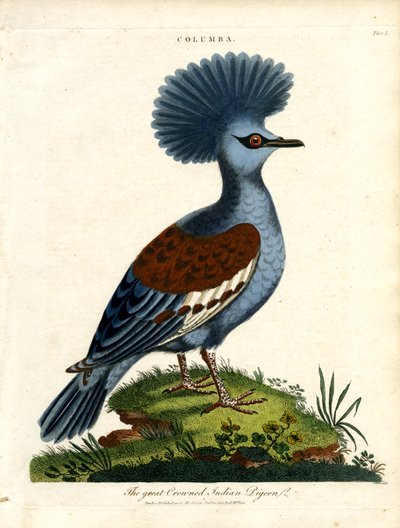 Indische duif (Columba) door John Pass