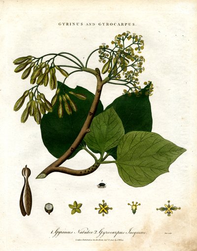 Gyrinus en Gyrocarpus door John Pass
