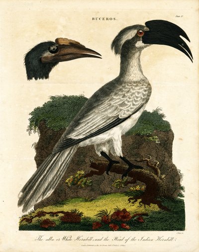 Neushoornvogels (Buceros) door John Pass