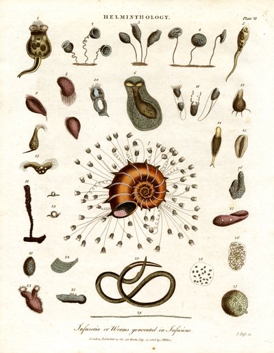 Infusoria of wormen gegenereerd in infusies door John Pass