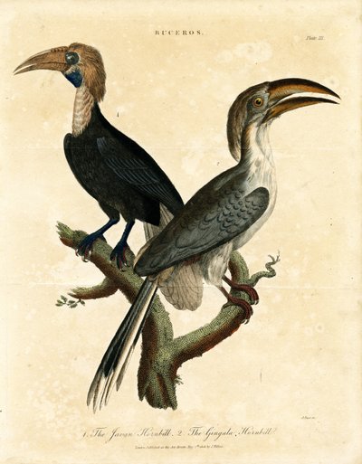 Javaanse neushoornvogel en Gingala neushoornvogel (Buceros) door John Pass