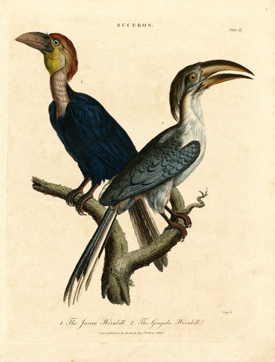 Javaanse neushoornvogel en Gingala neushoornvogel (Buceros) door John Pass