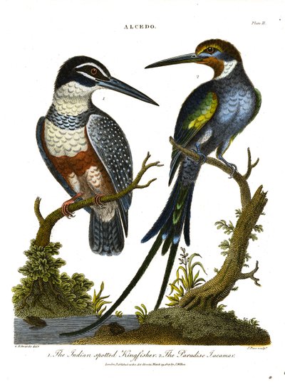 IJsvogels (Alcedo): Indische gevlekte ijsvogel en Paradijs Jacamar door John Pass