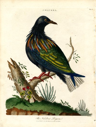 Nicobarduif (Columba) door John Pass