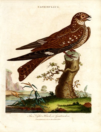 Nachtzwaluw (Caprimulgus) door John Pass