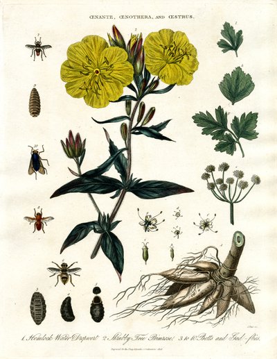 Oenanthe;Oenothera en Oestrus - waterdruppelkruid;teunisbloem en Botvliegen door John Pass