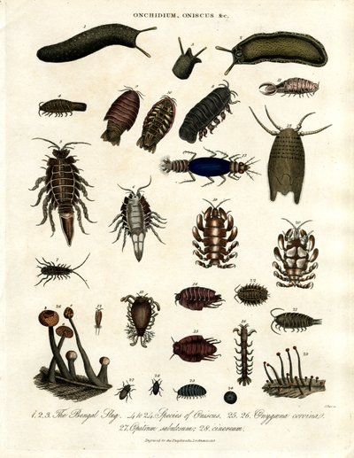 Onchidium;Oniscus en andere geleedpotigen door John Pass