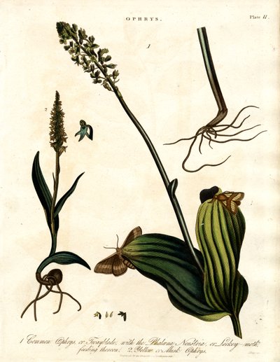 Ophrys Soorten met Nachtvlinder door John Pass