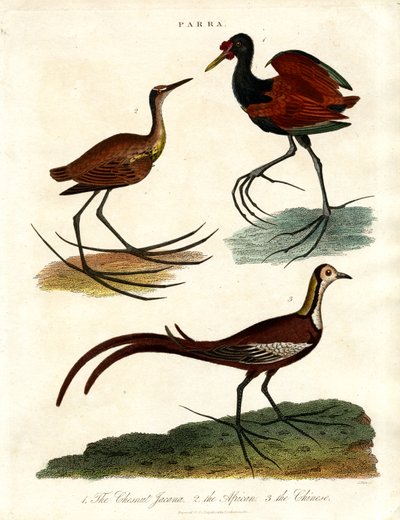 Parra soorten (Jacanas) door John Pass