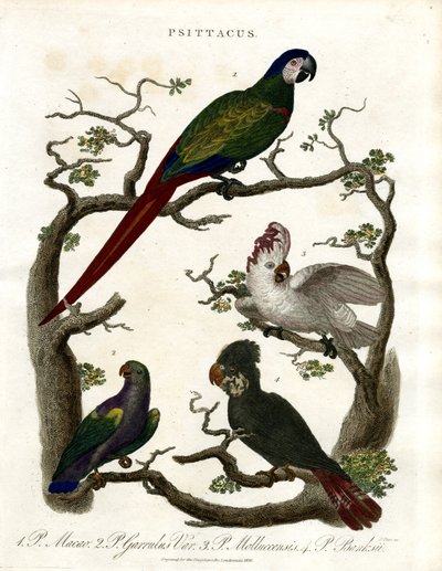 Papegaaien (Psittacus) door John Pass