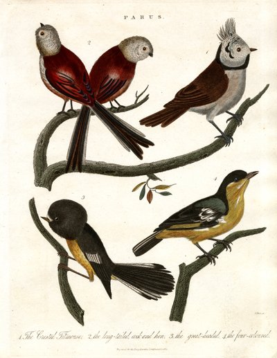 Parus: Meesjes en Parids door John Pass