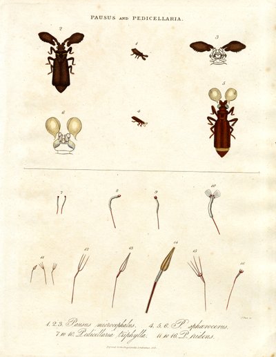 Pausus en Pedicellaria - Insectensoorten door John Pass