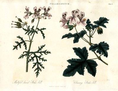 Pelargonium Soorten: Meerbladige Ooievaarsbek en Klamme Ooievaarsbek door John Pass