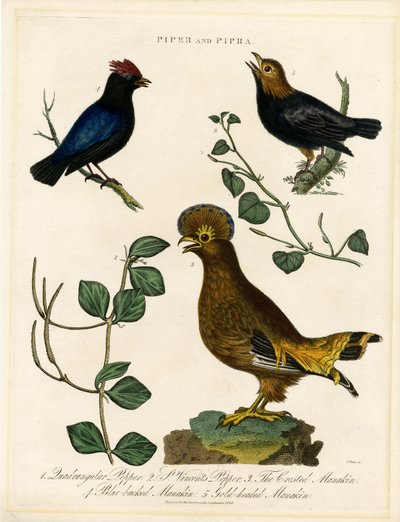 Peper- en manakins door John Pass