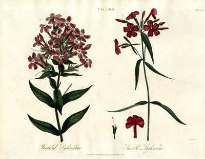 Phlox Soorten door John Pass