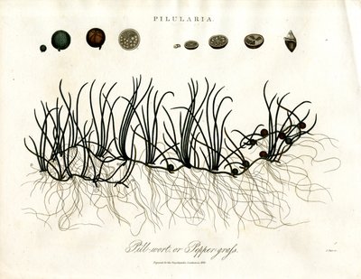 Pilularia: Pillenkruid of Engels peperkruid door John Pass