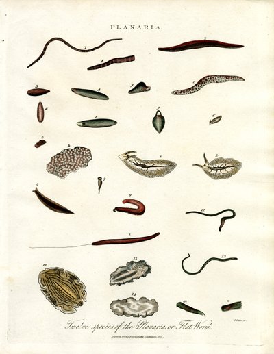 Planaria - Twaalf soorten platwormen door John Pass