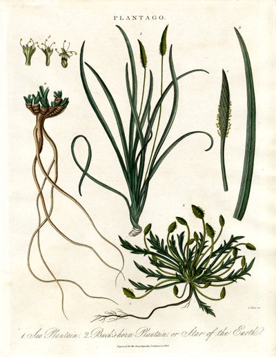 Plantago soorten door John Pass