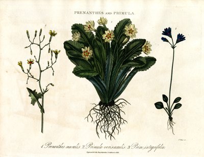Prenanthes en Primula: Muursla; sleutelbloem en heelbladige sleutelbloem door John Pass