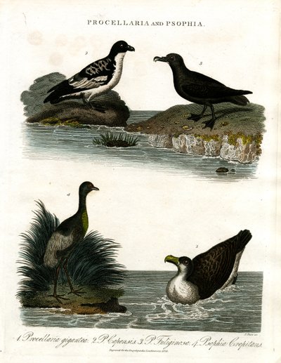 Procellaria en Psophia: Stormvogels en Trompetten door John Pass