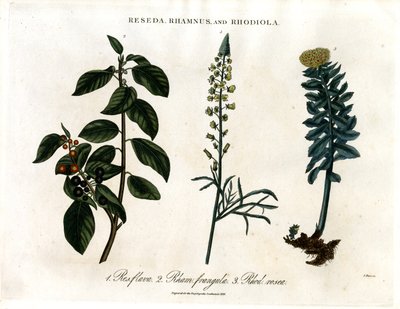 Reseda; Rhamnus en Rhodiola door John Pass