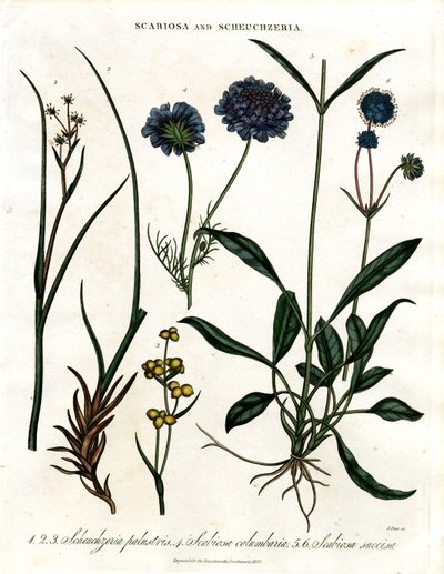 Scabiosa en Scheuchzeria door John Pass