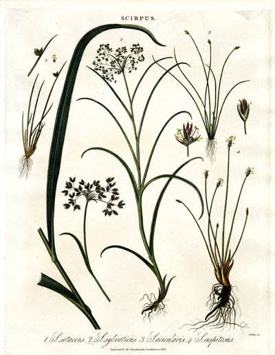 Scirpus Soorten door John Pass
