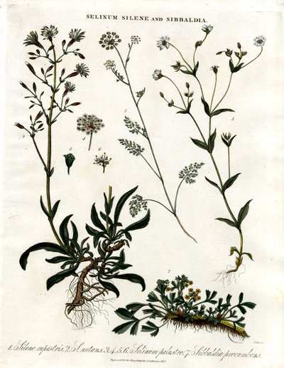 Selinum; Silene en Sibbaldia door John Pass