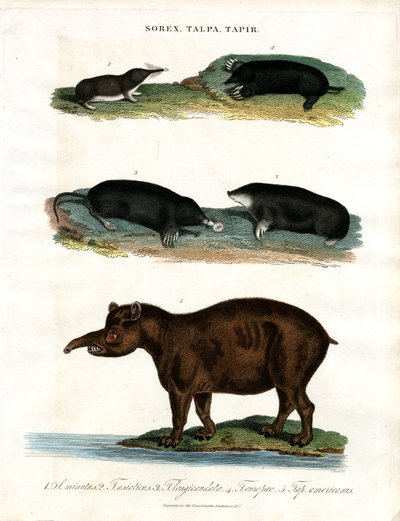 Sorex;Talpa;Tapir: Spitsmuizen;Mollen en Tapirs door John Pass