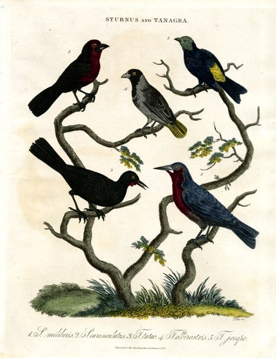 Sturnus en Tanagra (Spreeuwen en Tanagers) door John Pass
