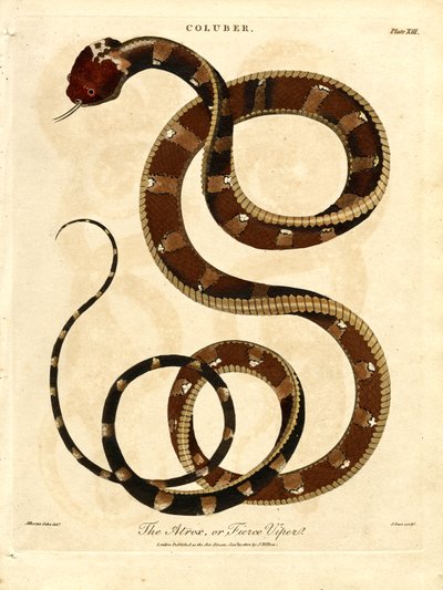 De Atropos of woeste adder door John Pass