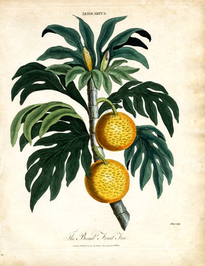 De broodfruitboom door John Pass