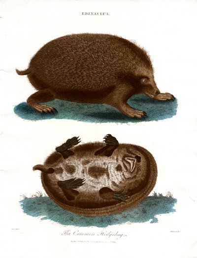 De gewone egel door John Pass