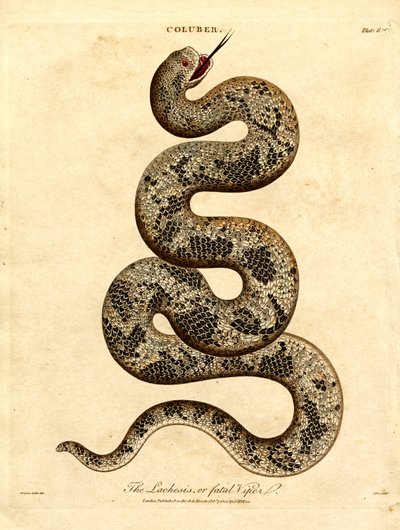 De Lachesis of dodelijke adder door John Pass