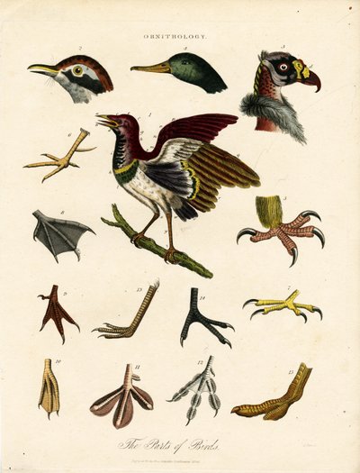 De onderdelen van vogels (Ornithologie) door John Pass