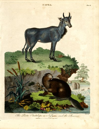 De Picta-antilope of Nilgau en de bever door John Pass