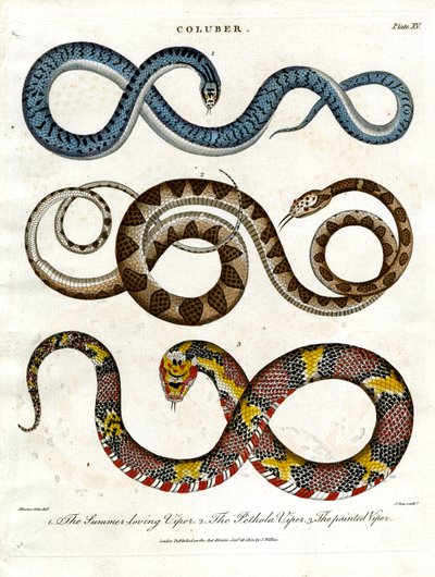Drie verschillende soorten adders door John Pass