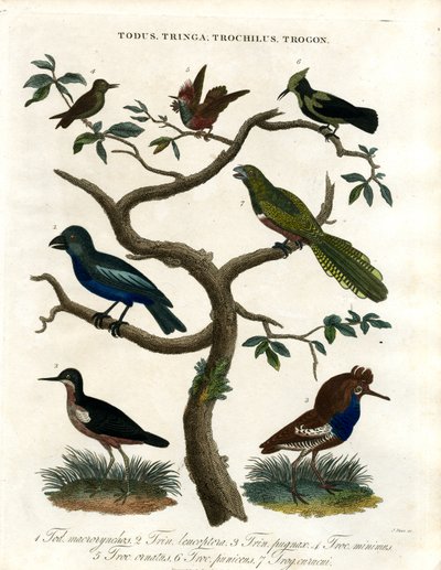 Todus;Tringa;Trochilus en Trogon door John Pass