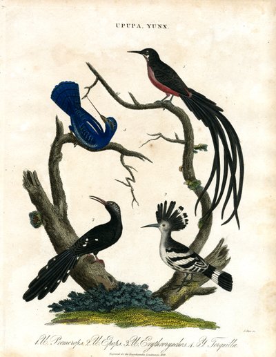 Upupa en Yunx (Hop en Wryneck) door John Pass