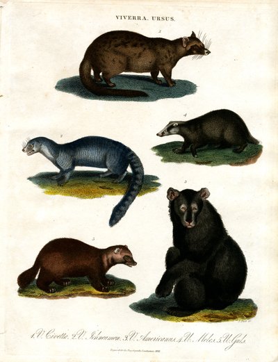 Viverra en Ursus: verschillende soorten Civets en Beren door John Pass