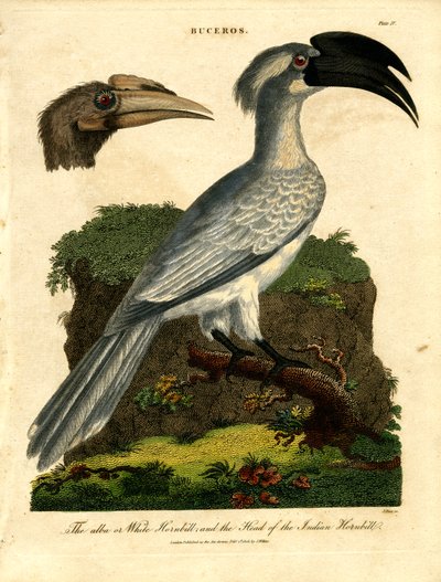 Witte neushoornvogel en Indische neushoornvogel door John Pass