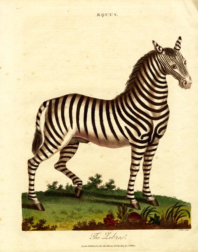 Zebra (Equus) door John Pass