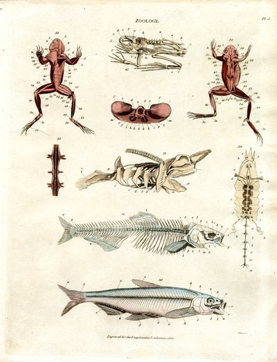 Zoölogische Anatomische Illustraties (Plaat 5) door John Pass